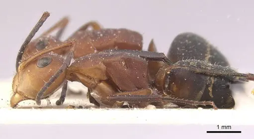 Camponotus rectangularis specimen CASENT0910745 image casent0910745_3