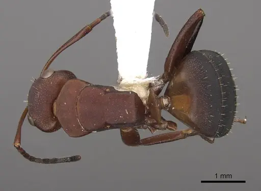 Camponotus rectangularis specimen CASENT0923114 image casent0923114_1