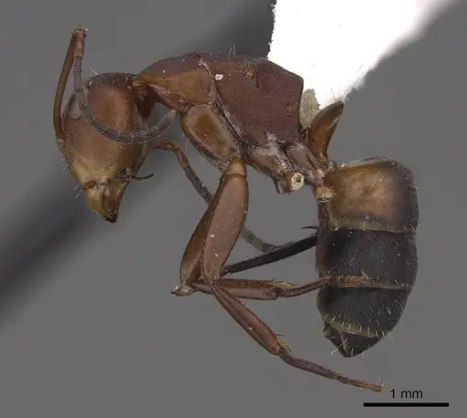 Camponotus rectangularis specimen CASENT0923114 image casent0923114_3