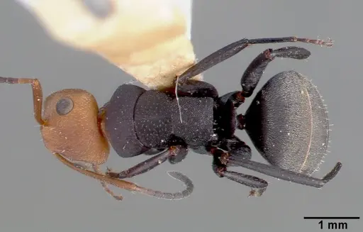 Camponotus rectangularis specimen CASTYPE03683 image castype03683_1