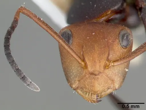 Camponotus rectangularis specimen CASTYPE03683 image castype03683_2