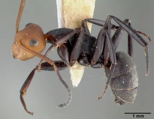 Camponotus rectangularis specimen CASTYPE03683 image castype03683_3