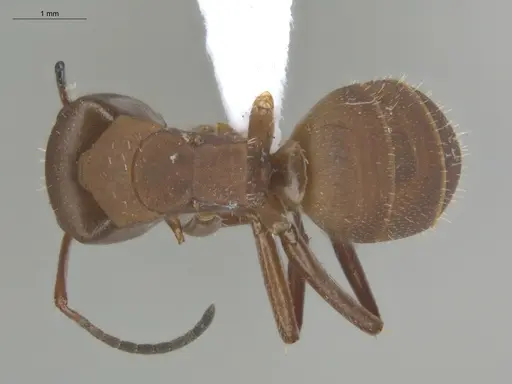 Camponotus rectangularis specimen ECOFOG-BUG-2385-05 image ecofog-bug-2385-05_1