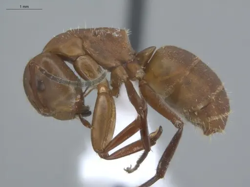 Camponotus rectangularis specimen ECOFOG-BUG-2385-05 image ecofog-bug-2385-05_3