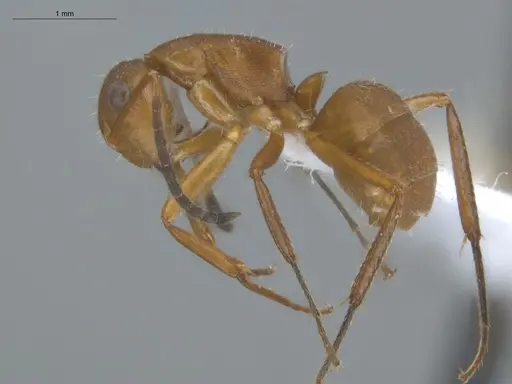Camponotus rectangularis specimen ECOFOG-BUG-2490-08 image ecofog-bug-2490-08_3