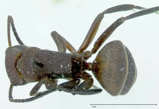 Camponotus rectangularis specimen FOCOL0005 image focol0005_1