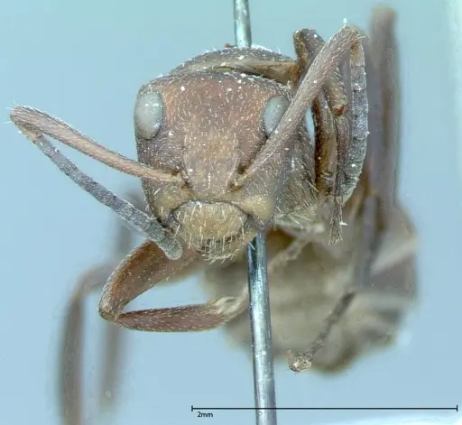 Camponotus rectangularis specimen FOCOL0005 image focol0005_2