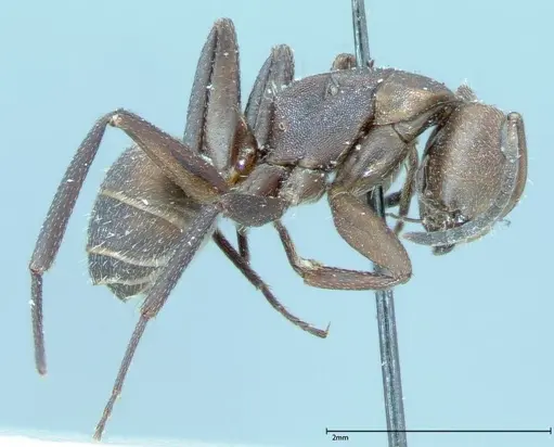 Camponotus rectangularis specimen FOCOL0005 image focol0005_3