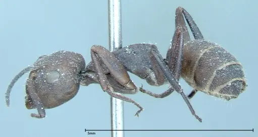 Camponotus rectangularis specimen FOCOL0006 image focol0006_4