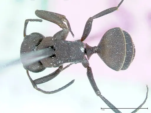 Camponotus rectangularis specimen FOCOL0013 image focol0013_1