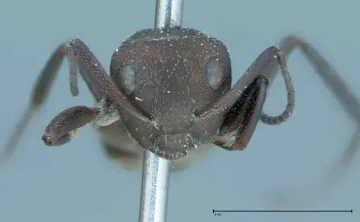 Camponotus rectangularis specimen FOCOL0013 image focol0013_2