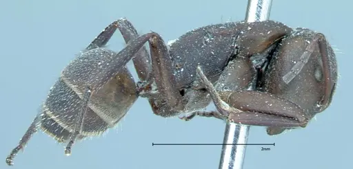 Camponotus rectangularis specimen FOCOL0013 image focol0013_4