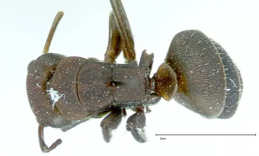 Camponotus rectangularis specimen FOCOL0014 image focol0014_1