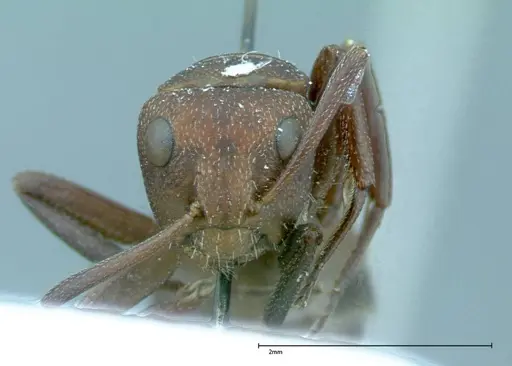 Camponotus rectangularis specimen FOCOL0014 image focol0014_2