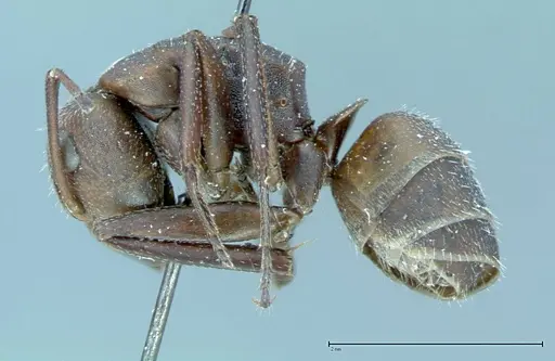 Camponotus rectangularis specimen FOCOL0014 image focol0014_3