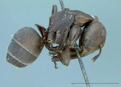 Camponotus rectangularis specimen FOCOL0014 image focol0014_4