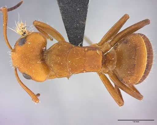 Camponotus rectangularis specimen LABSEI image labsei_000202_1