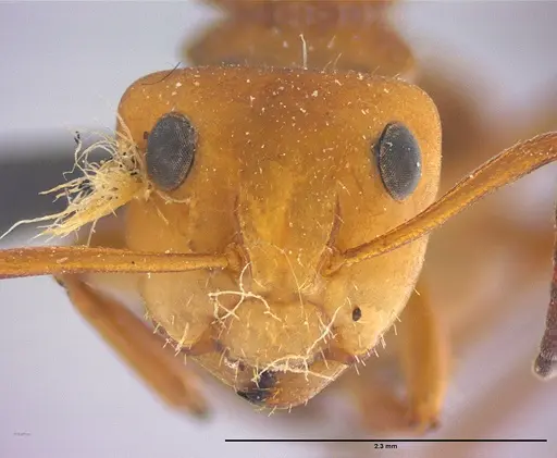 Camponotus rectangularis specimen LABSEI image labsei_000202_2