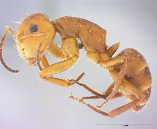 Camponotus rectangularis specimen LABSEI image labsei_000202_3