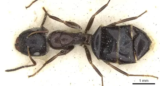 Camponotus reevei specimen CASENT0903494 image casent0903494_1