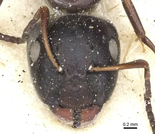 Camponotus reevei specimen CASENT0903494 image casent0903494_2
