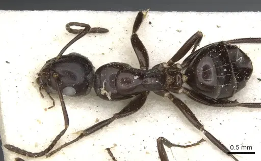 Camponotus reevei specimen CASENT0903495 image casent0903495_1