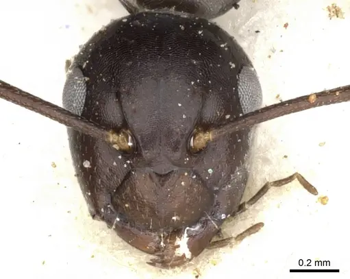 Camponotus reevei specimen CASENT0903495 image casent0903495_2