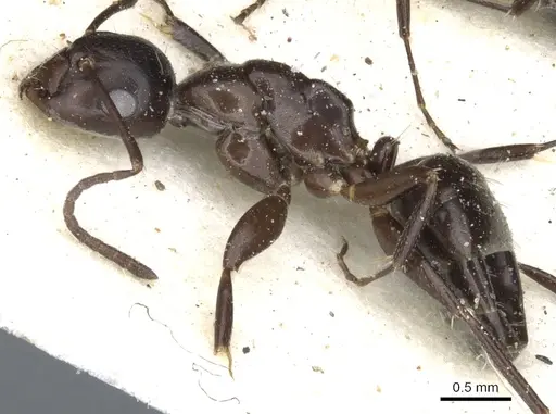 Camponotus reevei specimen CASENT0903495 image casent0903495_3