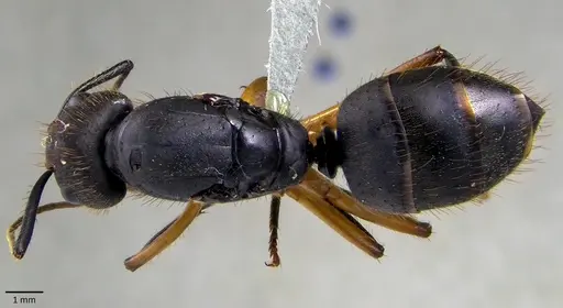 Camponotus renggeri specimen ANTWEB1041873 image antweb1041873_1