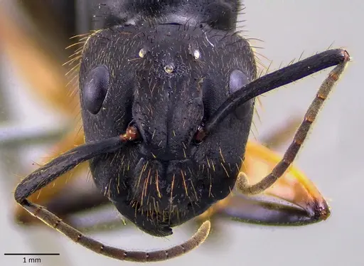 Camponotus renggeri specimen ANTWEB1041873 image antweb1041873_2