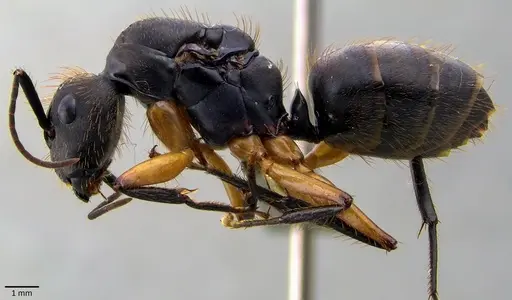 Camponotus renggeri specimen ANTWEB1041873 image antweb1041873_3