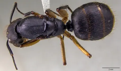 Camponotus renggeri specimen ANTWEB1060144 image antweb1060144_1