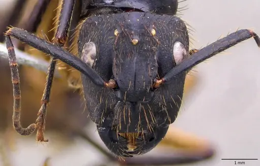 Camponotus renggeri specimen ANTWEB1060144 image antweb1060144_2
