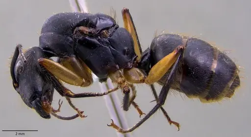Camponotus renggeri specimen ANTWEB1060144 image antweb1060144_3