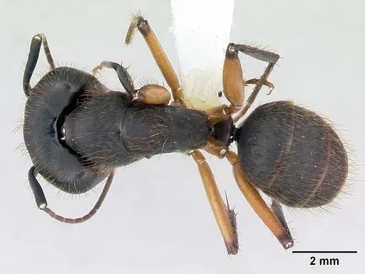 Camponotus renggeri specimen CASENT0173440 image casent0173440_1