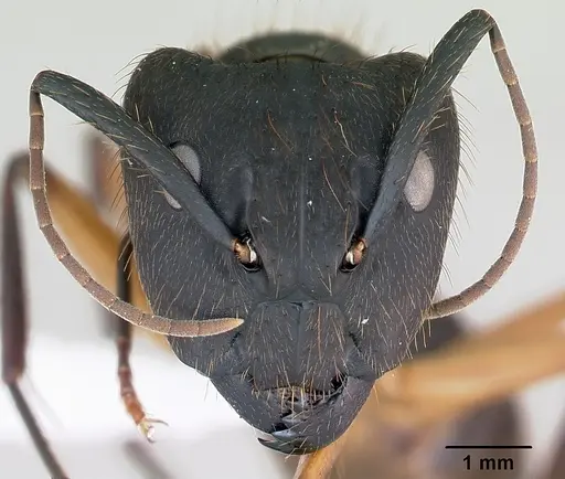 Camponotus renggeri specimen CASENT0173440 image casent0173440_2
