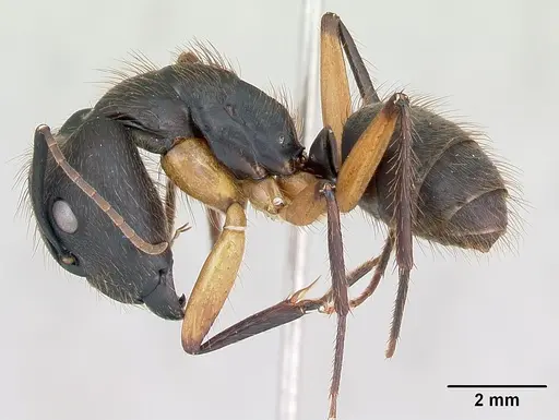 Camponotus renggeri specimen CASENT0173440 image casent0173440_3