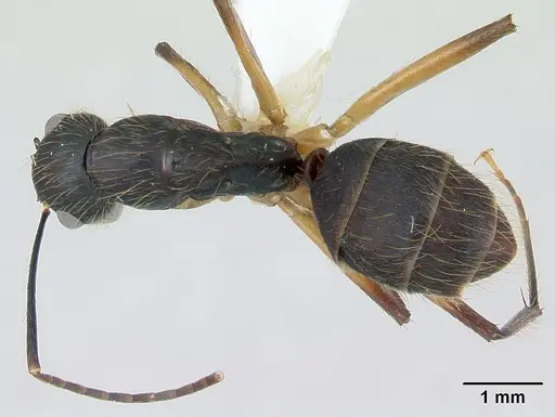 Camponotus renggeri specimen CASENT0173441 image casent0173441_1
