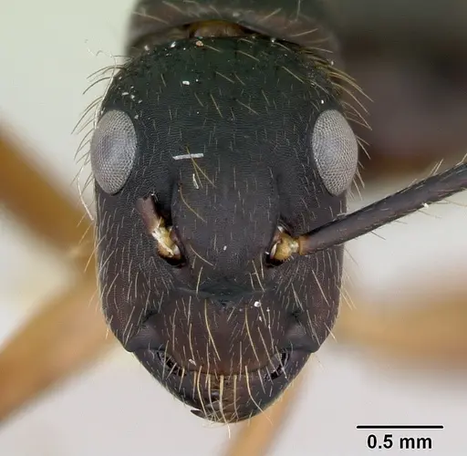 Camponotus renggeri specimen CASENT0173441 image casent0173441_2