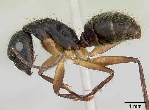 Camponotus renggeri specimen CASENT0173441 image casent0173441_3