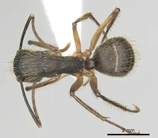 Camponotus renggeri specimen CASENT0249359 image casent0249359_1