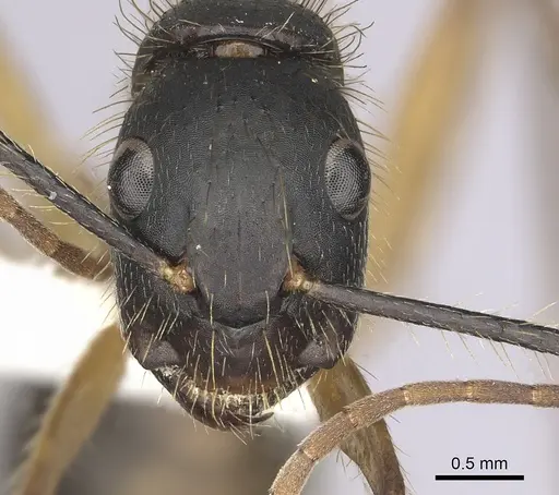 Camponotus renggeri specimen CASENT0249359 image casent0249359_2