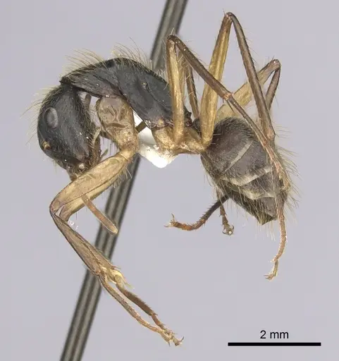 Camponotus renggeri specimen CASENT0249359 image casent0249359_3