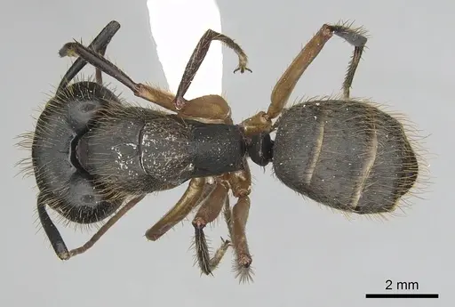 Camponotus renggeri specimen CASENT0249360 image casent0249360_1