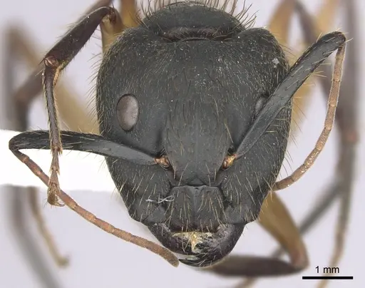 Camponotus renggeri specimen CASENT0249360 image casent0249360_2