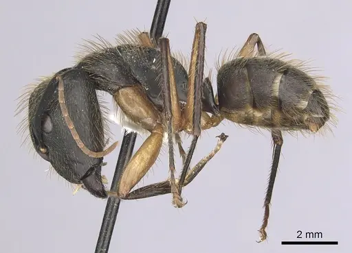 Camponotus renggeri specimen CASENT0249360 image casent0249360_3