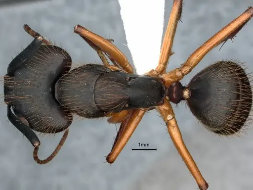 Camponotus renggeri specimen CASENT0886727 image casent0886727_1