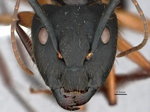 Camponotus renggeri specimen CASENT0886727 image casent0886727_2