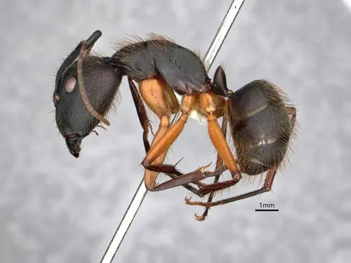 Camponotus renggeri specimen CASENT0886727 image casent0886727_3