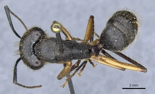 Camponotus renggeri specimen CASENT0905370 image casent0905370_1